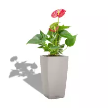 Doniczka Lechuza CUBICO Color 22/22/41 piaskowy brąz